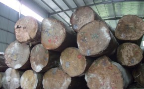 供应沙比利原木 长9-13米×直径100-150厘米