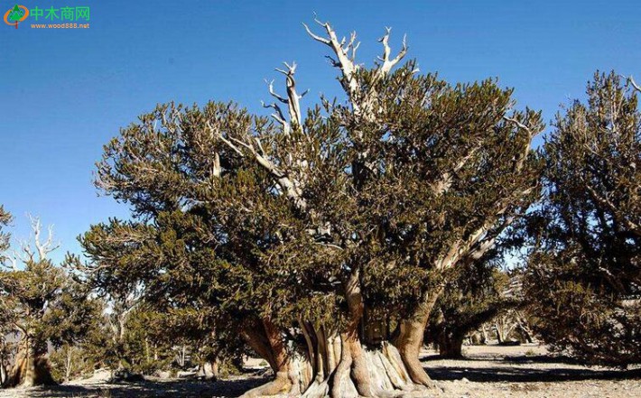世界上最古老的树是加州怀特山一颗高大的狐尾松