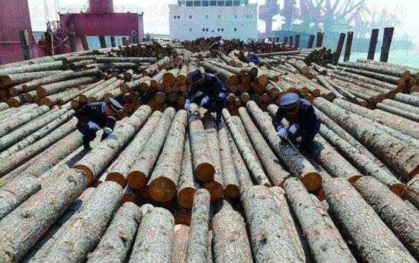 上海启动专项行动加强进口木材等有害生物防控工作