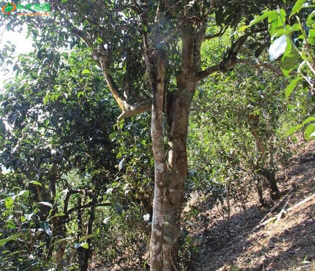 普洱茶界流传着一个段子，当年发现邦威山的栽培型古茶树的时候