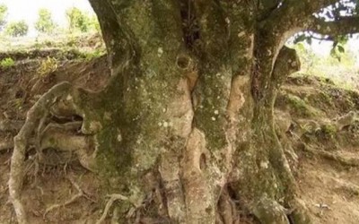 老茶树的树龄是怎样定义的？
