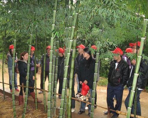 竹子栽种方法有好几种，有移鞭法和分株移植法