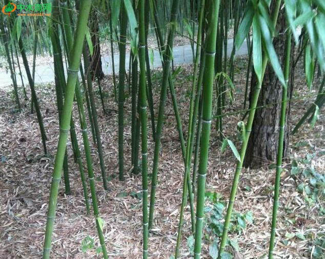 竹子移栽需要多长时间才能重新焕发生机？