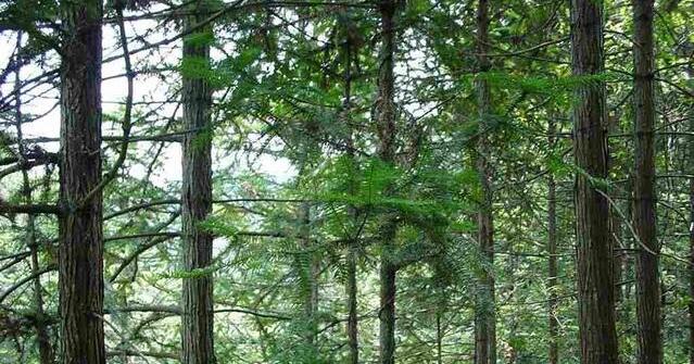 如何提高杉木种植的经济效益呢？