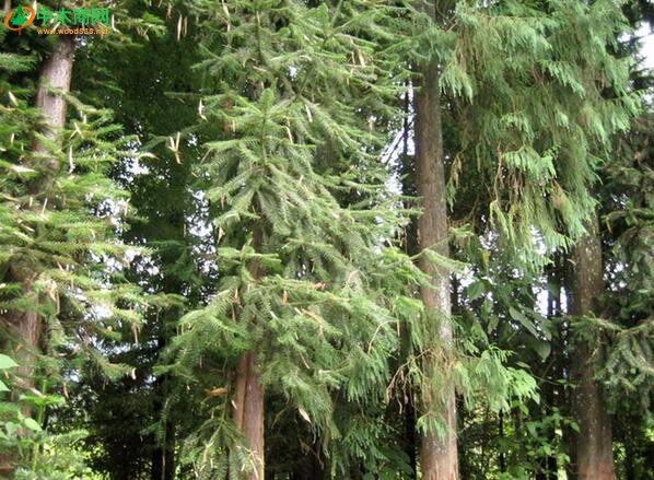 杉木具有耐腐蚀、不易变形等特点