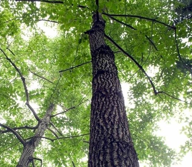 喜树，落叶乔木，高达20余米