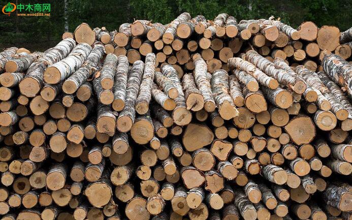 1-2月桦木原木进口量同比增长30.87%