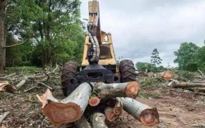 吉林特大盗伐林木案:订单均来自白山一木业公司