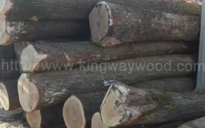 欧洲进口白橡木 橡木 原木ABC级板家具材 木材 木料