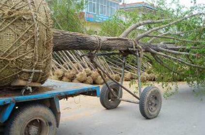 方便运输。如果是大树移栽，适当的砍头和修剪，方便树木的运输