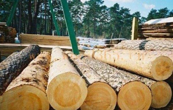 俄罗斯在远东地区椴木,水曲柳采伐量已经失控