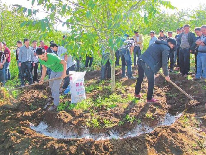 膨大氮磷钾，夏天核桃进入果实膨大期