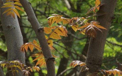 家里三亩荒地,种上香椿树,十年后收木材做家具怎样？