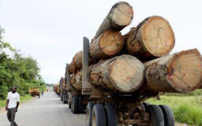 打击非法采伐会不会冲击木材供给？
