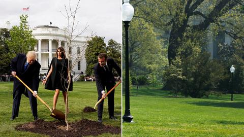 马克龙访美赠特朗普的树苗,从白宫草坪神秘