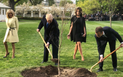 马克龙访美赠特朗普的树苗,从白宫草坪神秘"消失"