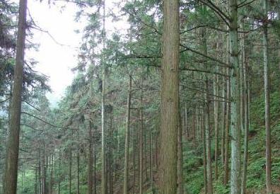 20年的水杉和杉木，若是种在肥沃的地方