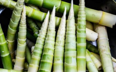 新鲜小竹笋怎样保存？