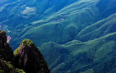 安福县武功山林场营造1500亩楠木