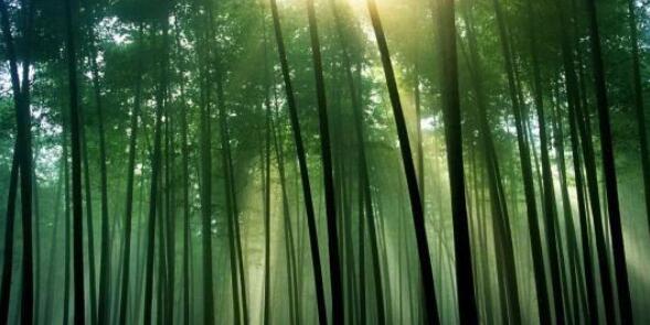 如何识别竹子种类？