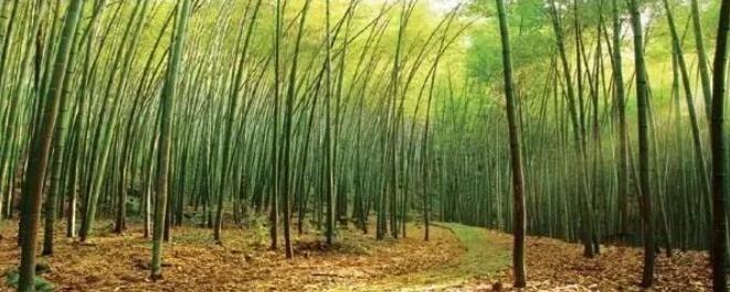 桂竹高达十余米，又叫斑竹麦黄竹