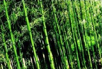 刚竹秆绿秆无毛，节下白环存老竹