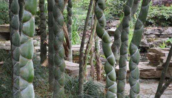 龟甲竹又叫佛面，竹秆粗大色灰绿