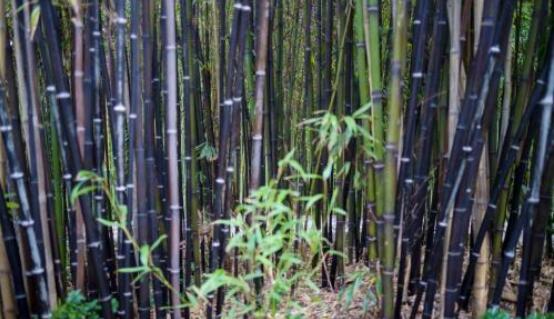 紫竹也是刚竹属，中型竹种秆不粗