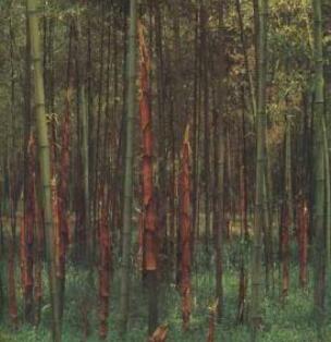 中型竹类红壳竹，笋箨紫红色醒目