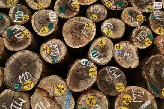 缅甸一天时间查获上百吨走私珍贵木材