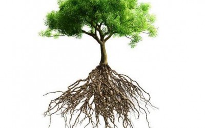 根深才能叶茂,如何让苗木多生根？