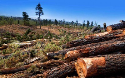 加纳呼吁豁免进口木材税以挽救本地木材工业