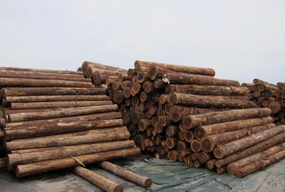 一季度日本进口木材总值增长8.7%
