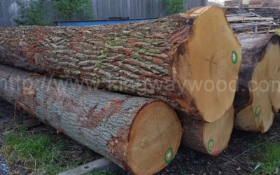 德国进口 白橡原木 原木木料 橡木家具刨切级 A级