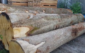 德国进口 白橡原木 原木木料 橡木家具刨切级 A级图2
