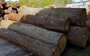 德国进口 白橡原木 原木木料 橡木家具刨切级 A级图3