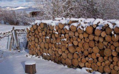 加拿大成为我国第二大木材进口国