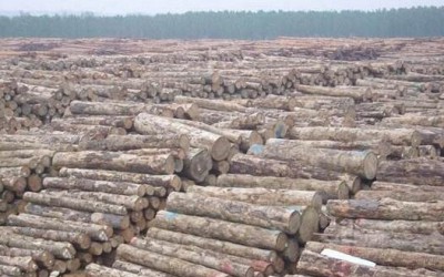一年木材加工120万立方米,产值40.6亿！它是怎么做到的？
