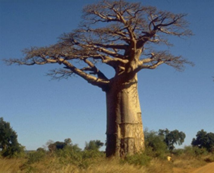 生活在赤道的非洲人为何如此喜爱波巴布树呢？