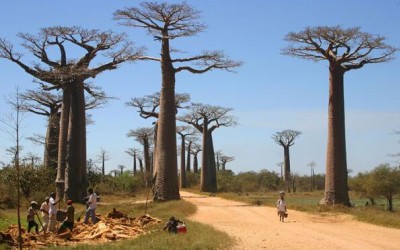 为什么非洲人如此喜爱“大胖子”树？