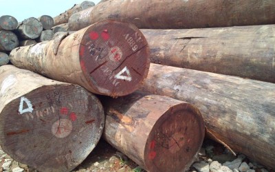 老挝总理令颁布后,木材出口增加了附加值