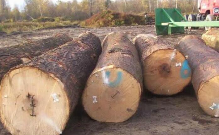 美国对加拿大进口木材征税致美国木材价格升至新高