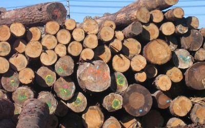 一季度新西兰位居我国辐射松原木进口量首位，占比81.22%