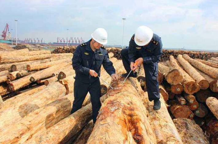 岚山港木材货场开展专项检查