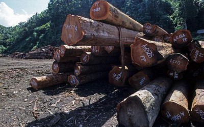 越南扩大木材出口,同时突击检查在越红木经销商
