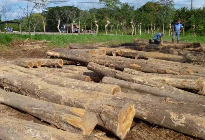 印尼种植林原木行情_2018年05月22日