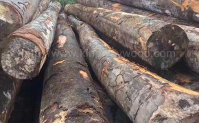 木业客户反馈实图德国榉木原木AB级 可锯板 家具材装修材图1