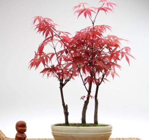 日本红枫喜光耐半荫