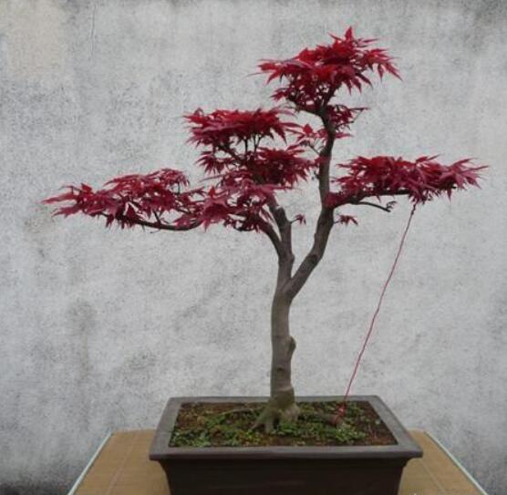 日本红枫喜湿润，耐旱能力较强
