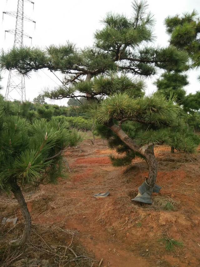 成型：按上述造型的黑松经过4-6 年的生长完成所需的形状成型即为景观树